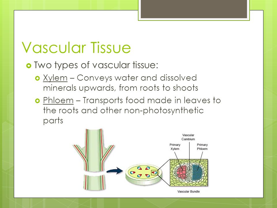 Vascular Tissue Two types of vascular tissue: