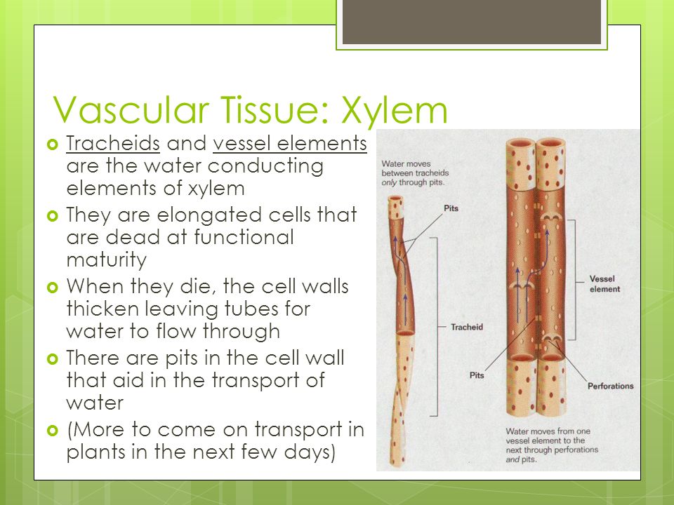 Vascular Tissue: Xylem
