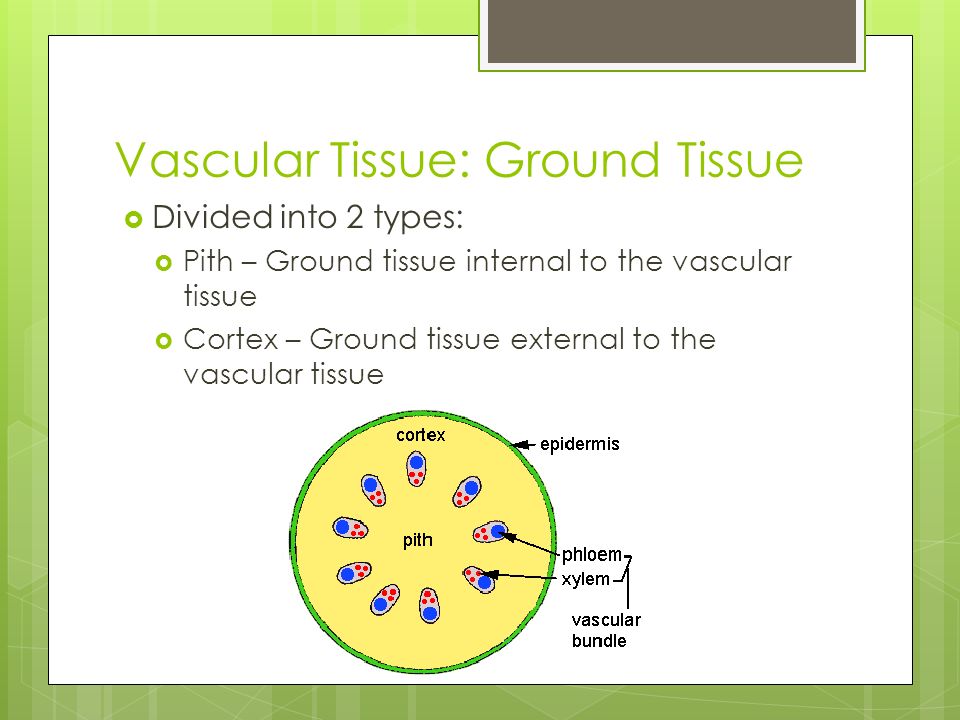 Vascular Tissue: Ground Tissue