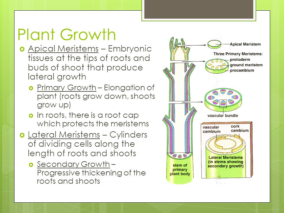 Plant Growth Apical Meristems – Embryonic tissues at the tips of roots and buds of shoot that produce lateral growth.