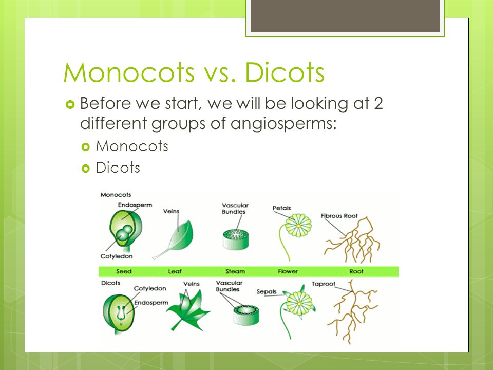 Monocots vs. Dicots Before we start, we will be looking at 2 different groups of angiosperms: Monocots.