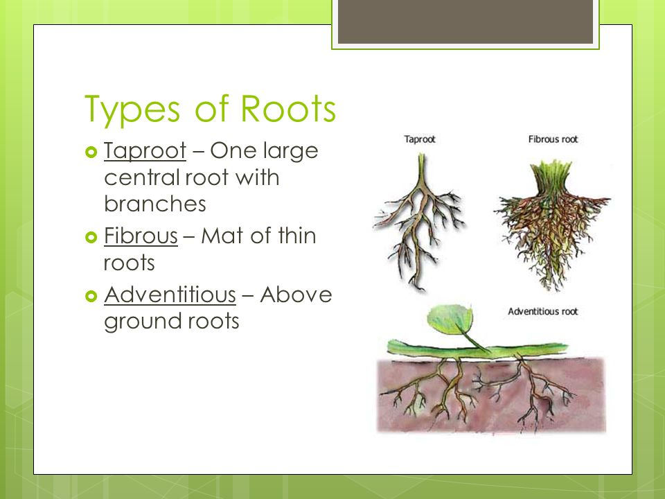Types of Roots Taproot – One large central root with branches