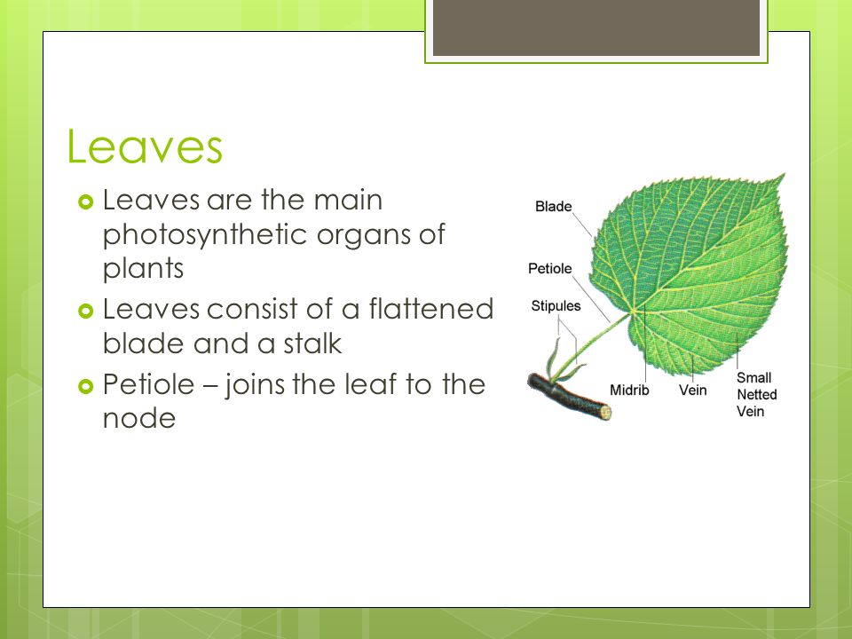 Leaves Leaves are the main photosynthetic organs of plants