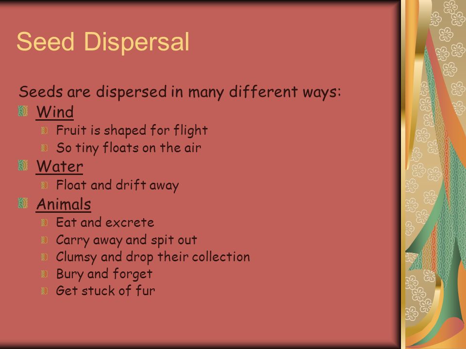Seed Dispersal Seeds are dispersed in many different ways: Wind Water