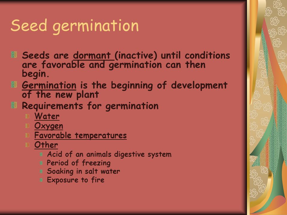 Seed germination Seeds are dormant (inactive) until conditions are favorable and germination can then begin.