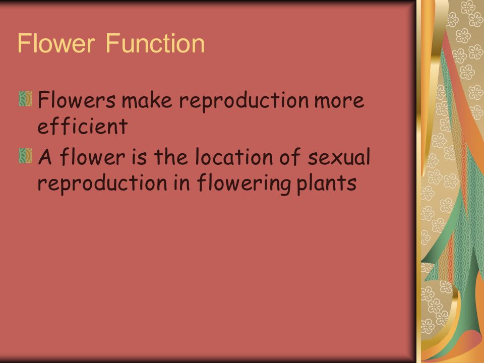 Flower Function Flowers make reproduction more efficient