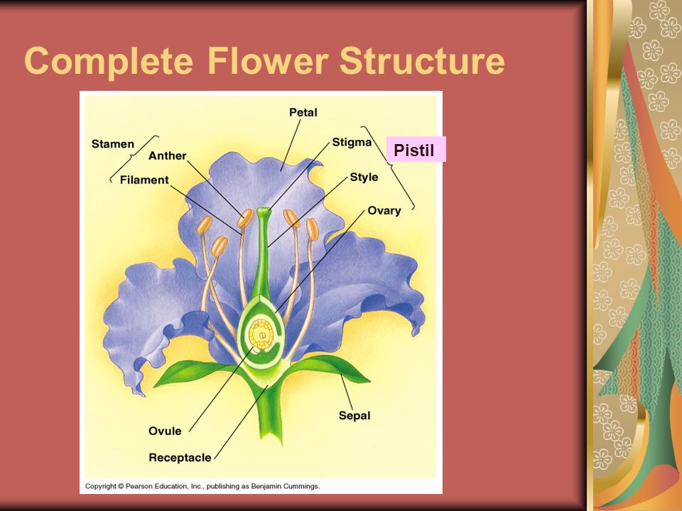 Complete Flower Structure