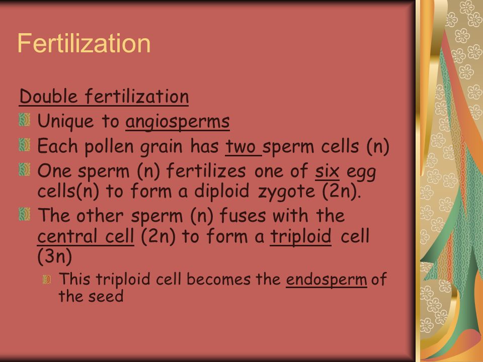 Fertilization Double fertilization Unique to angiosperms