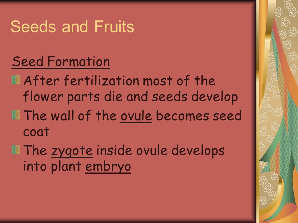 Seeds and Fruits Seed Formation
