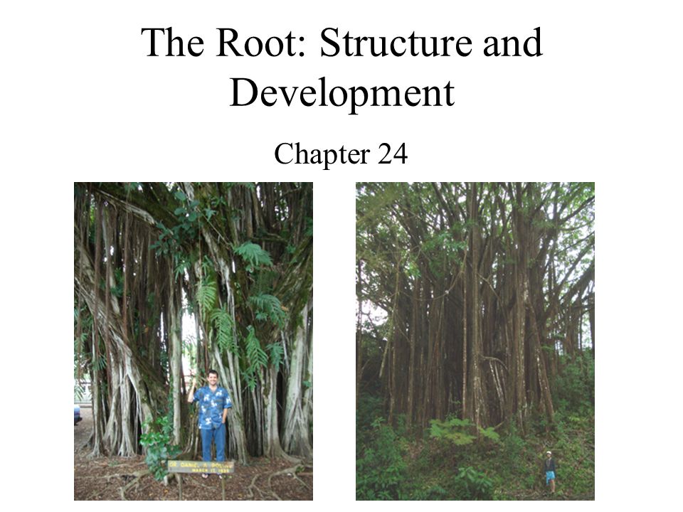 The Root: Structure and Development