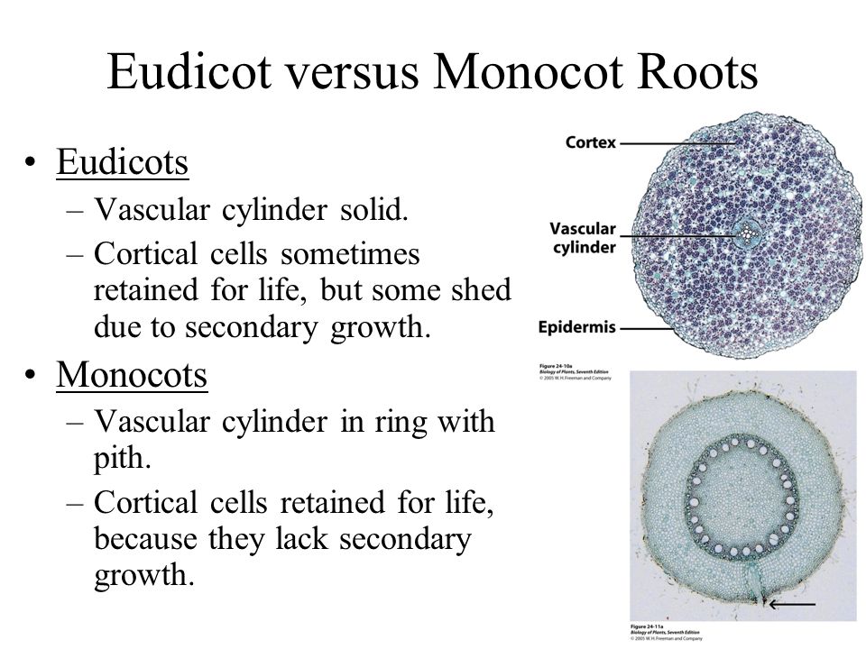 Eudicot versus Monocot Roots