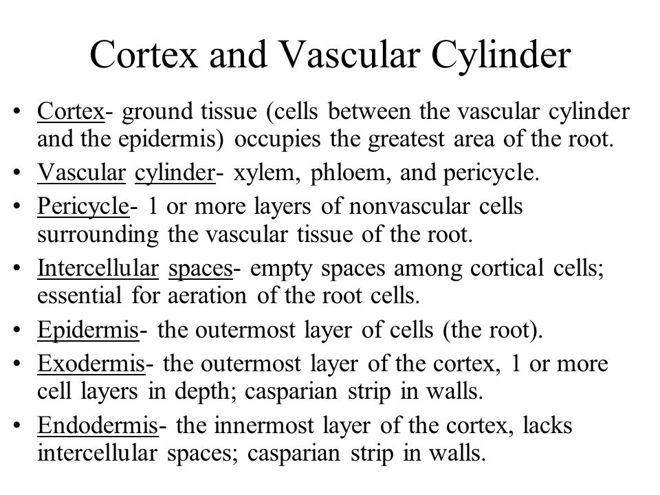 Cortex and Vascular Cylinder