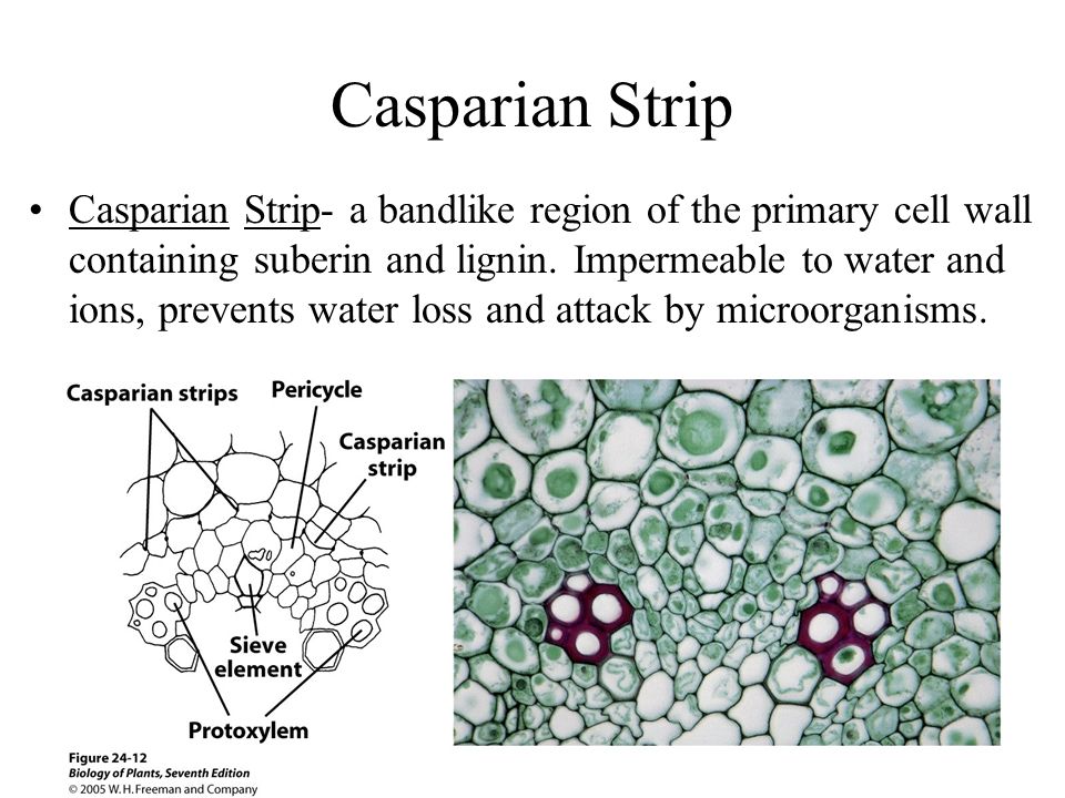 Casparian Strip