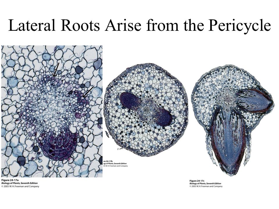 Lateral Roots Arise from the Pericycle