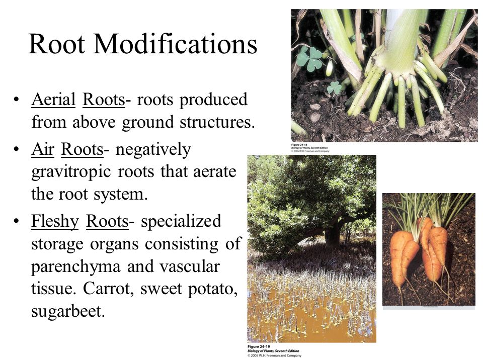 Root Modifications Aerial Roots- roots produced from above ground structures. Air Roots- negatively gravitropic roots that aerate the root system.