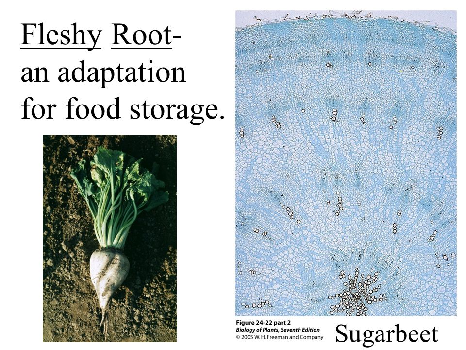 Fleshy Root- an adaptation for food storage. Sugarbeet