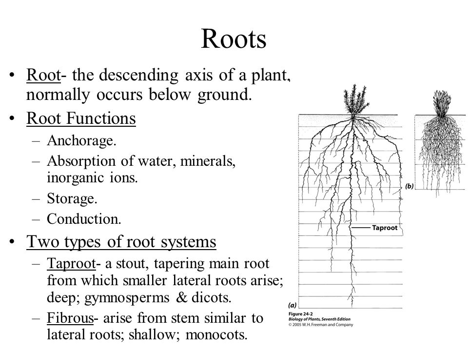 Roots Root- the descending axis of a plant, normally occurs below ground. Root Functions. Anchorage.