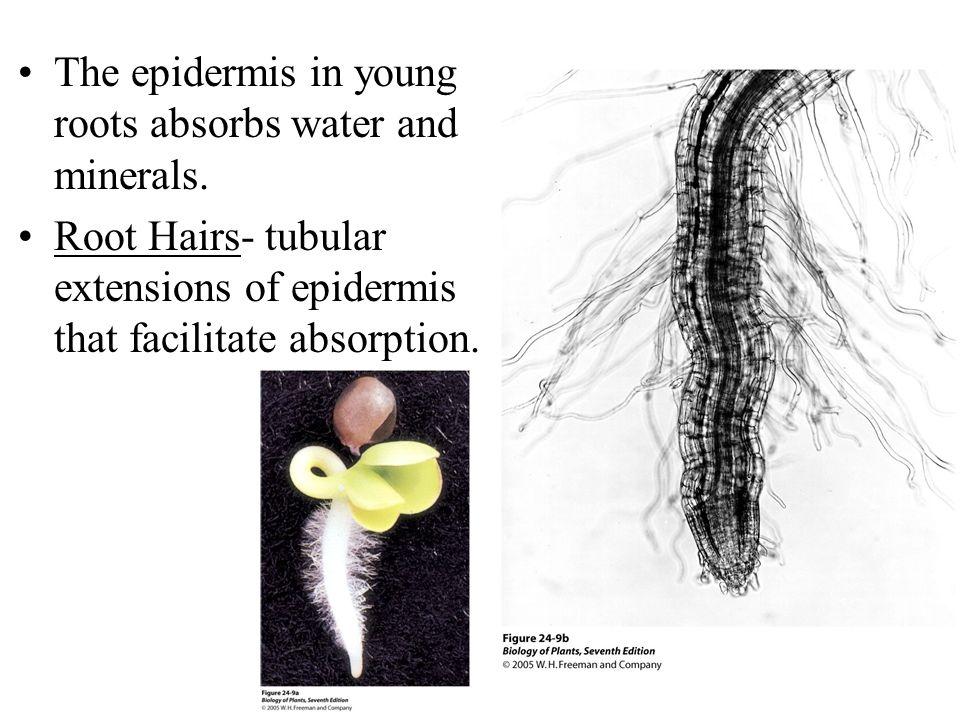 The epidermis in young roots absorbs water and minerals.
