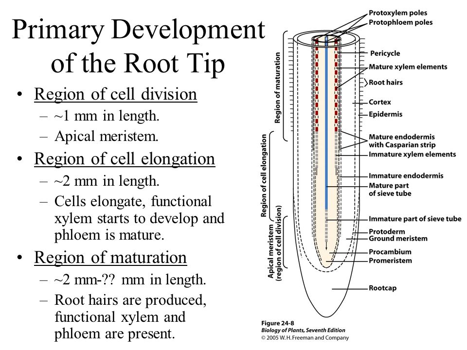 Primary Development of the Root Tip