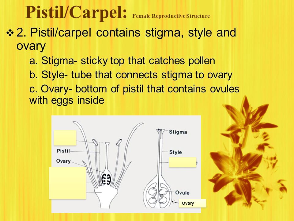 Pistil/Carpel: Female Reproductive Structure