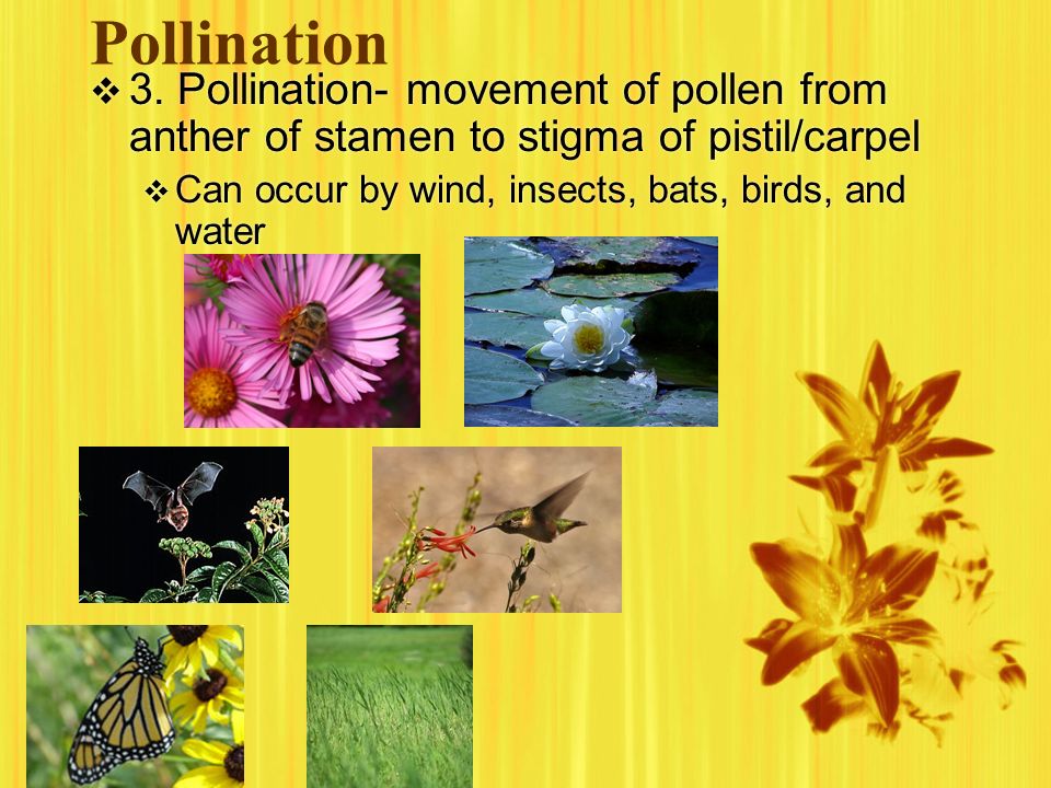 Pollination 3. Pollination- movement of pollen from anther of stamen to stigma of pistil/carpel.