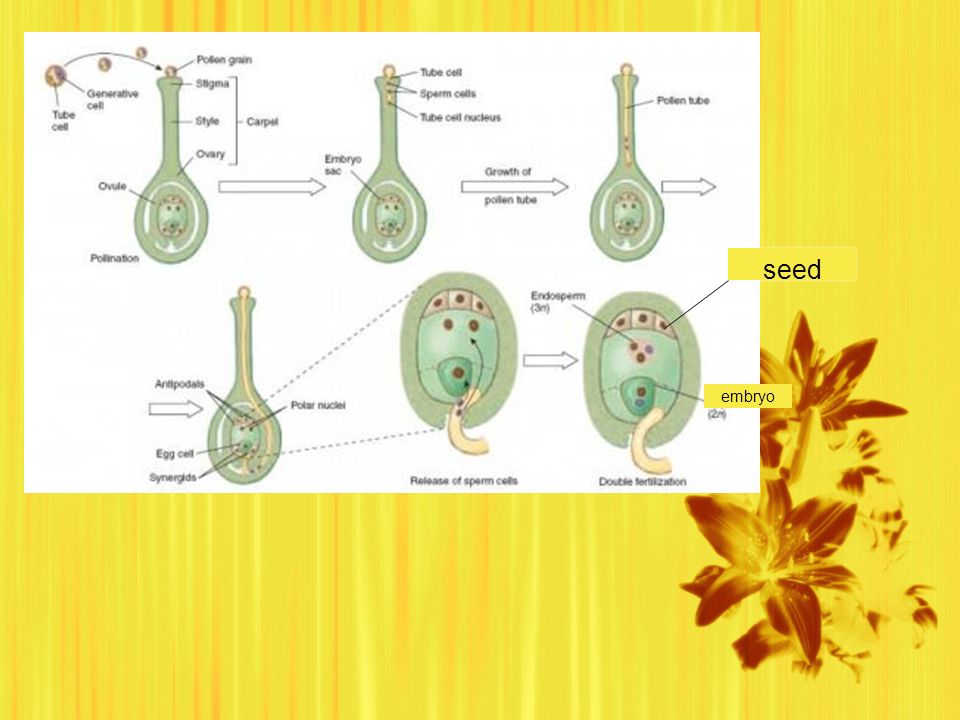 seed embryo