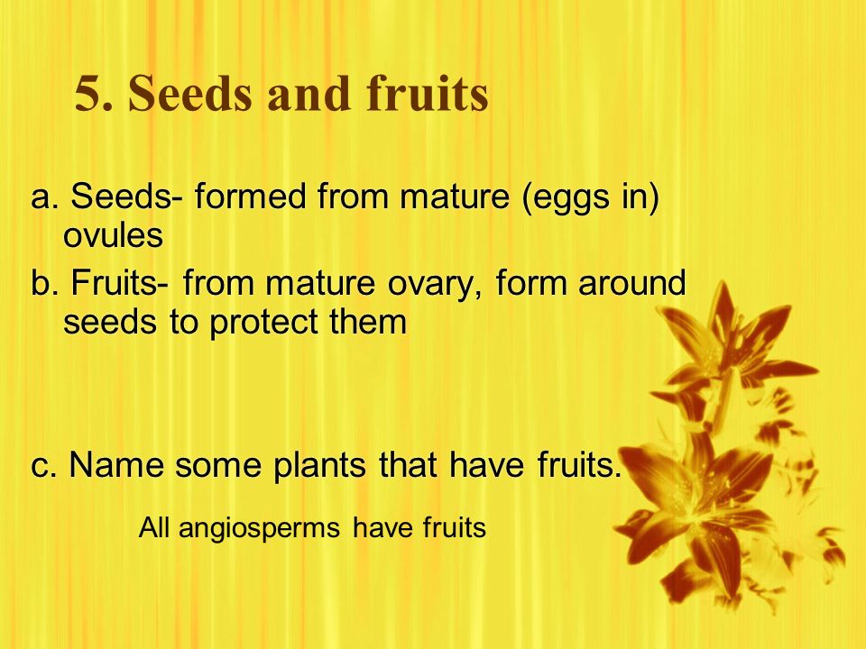 5. Seeds and fruits a. Seeds- formed from mature (eggs in) ovules