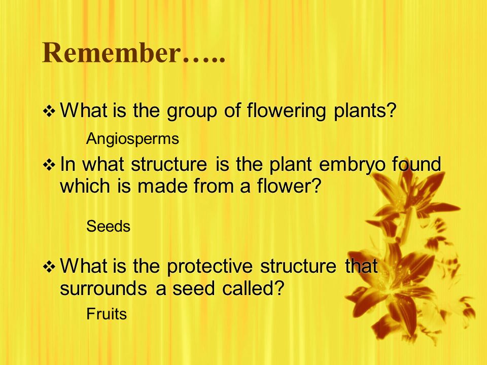 Remember….. What is the group of flowering plants