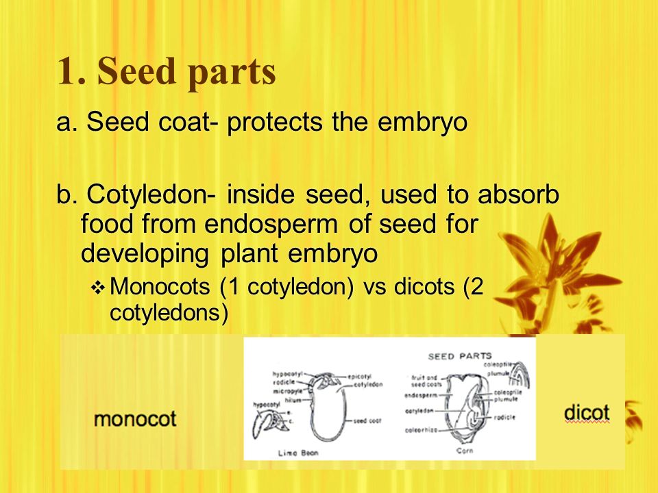 1. Seed parts a. Seed coat- protects the embryo