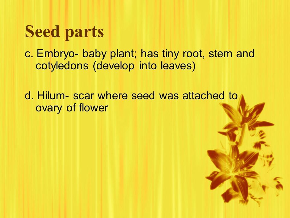 Seed parts c. Embryo- baby plant; has tiny root, stem and cotyledons (develop into leaves) d.