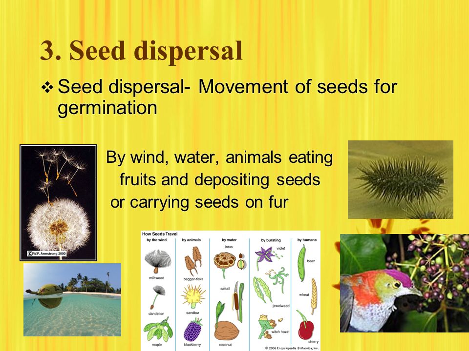 3. Seed dispersal Seed dispersal- Movement of seeds for germination