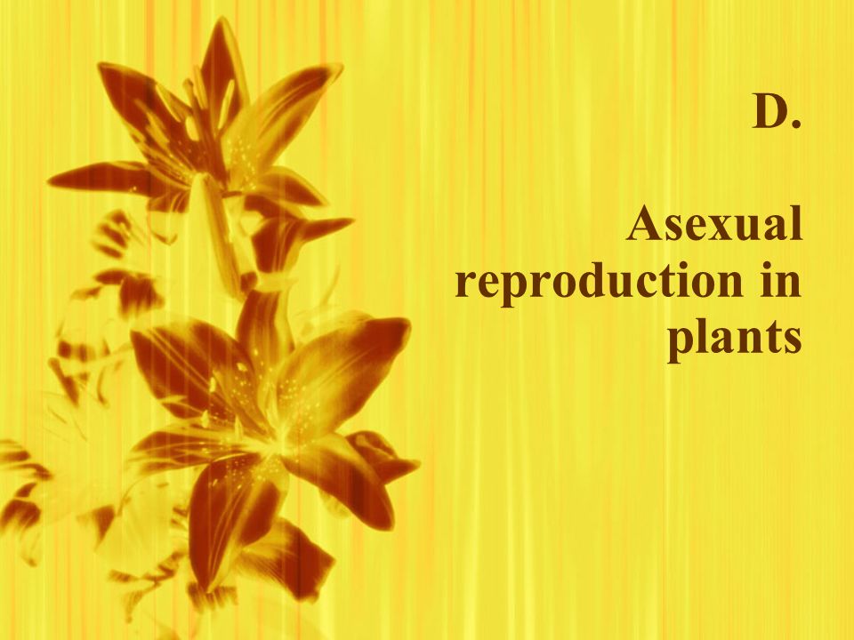 D. Asexual reproduction in plants