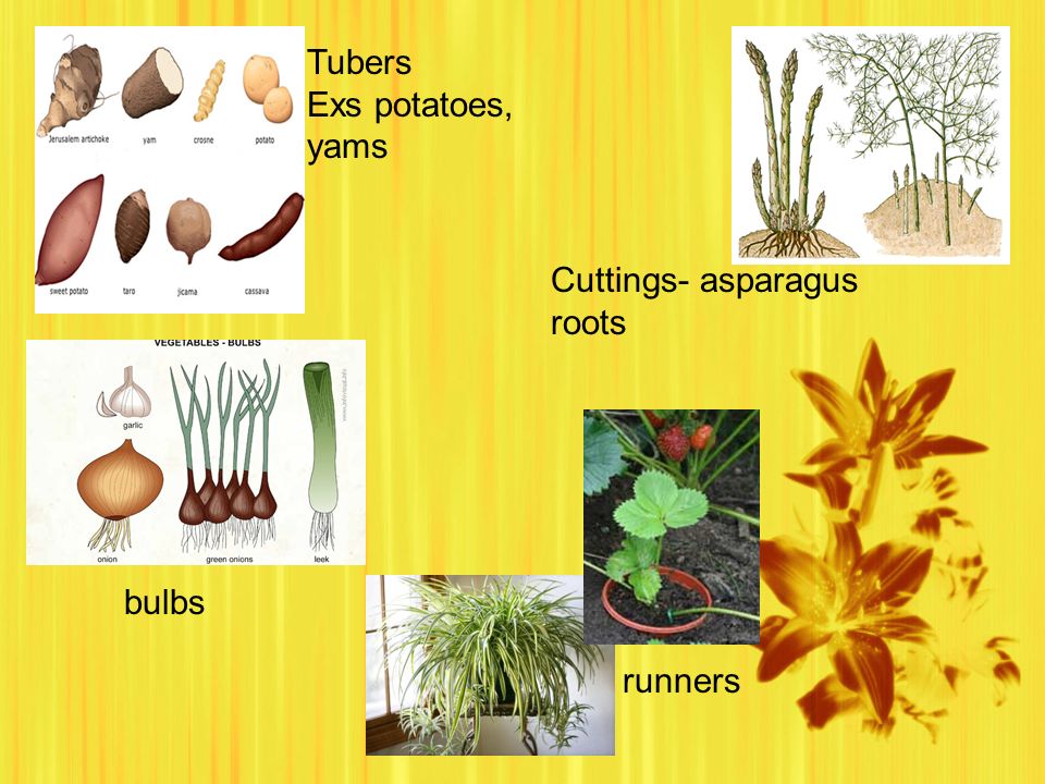 Tubers Exs potatoes, yams Cuttings- asparagus roots bulbs runners