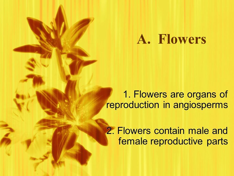 A. Flowers 1. Flowers are organs of reproduction in angiosperms