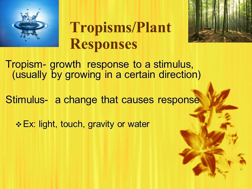 Tropisms/Plant Responses