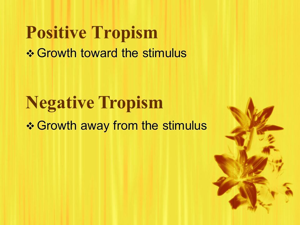 Positive Tropism Negative Tropism Growth toward the stimulus