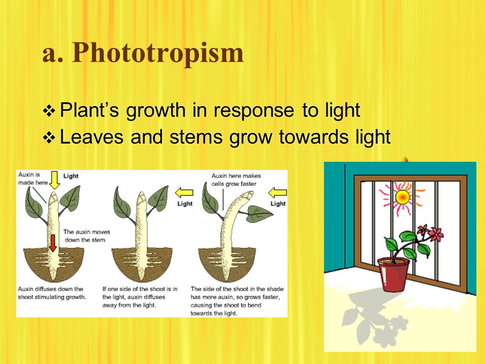 a. Phototropism Plant’s growth in response to light