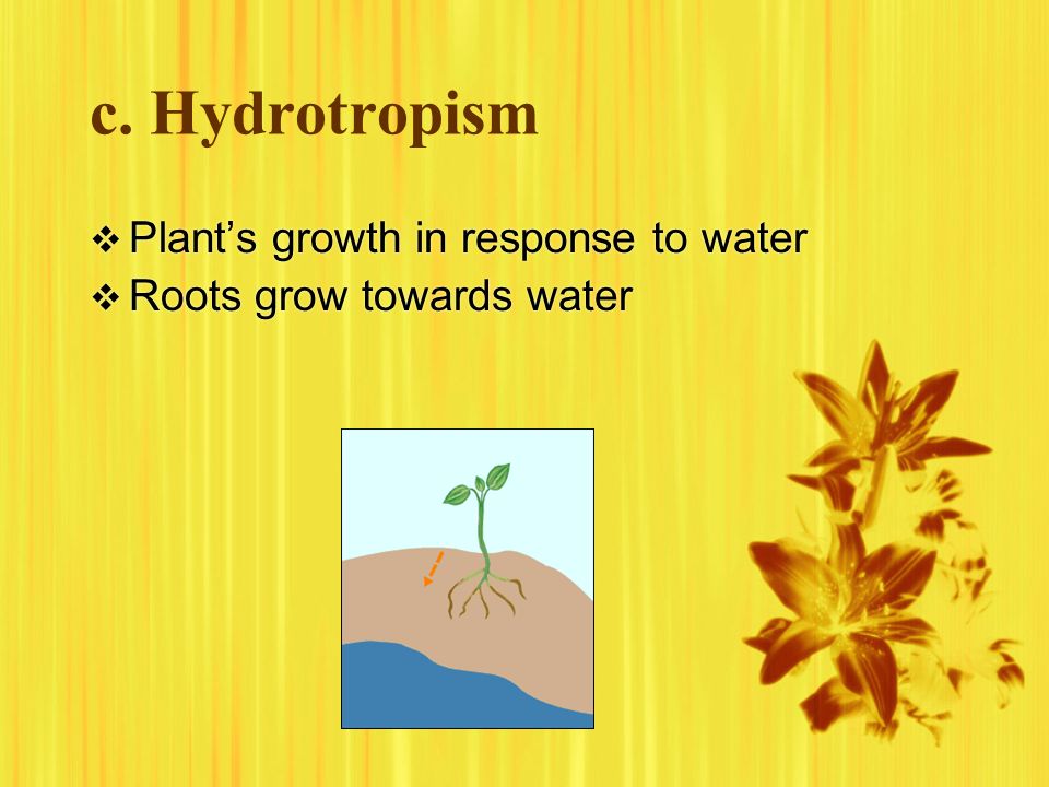 c. Hydrotropism Plant’s growth in response to water