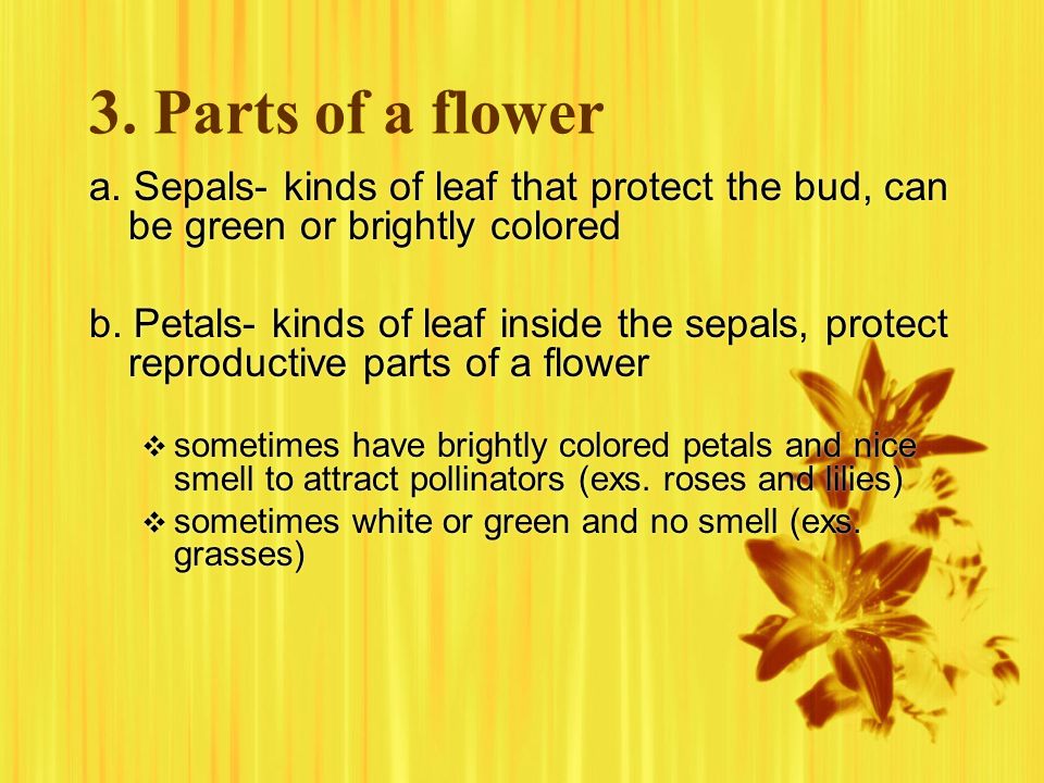 3. Parts of a flower a. Sepals- kinds of leaf that protect the bud, can be green or brightly colored.