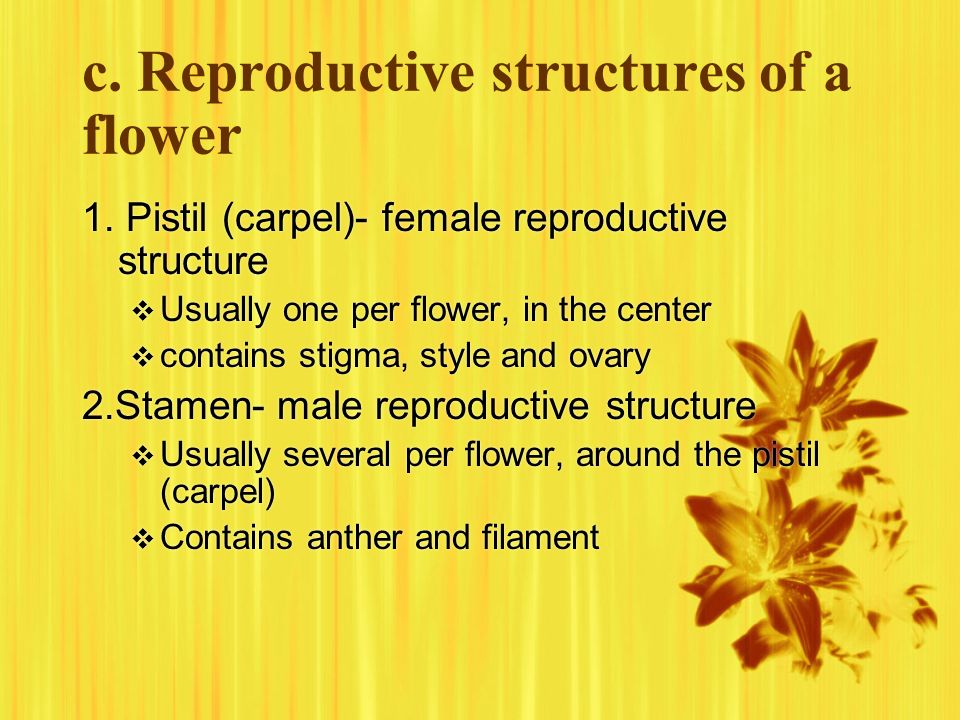 c. Reproductive structures of a flower