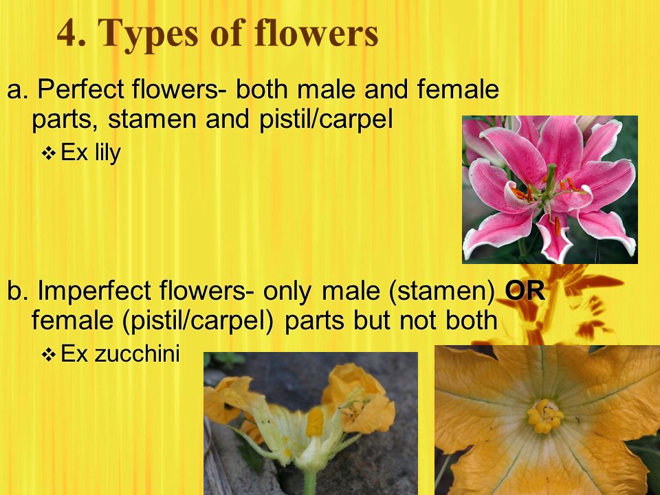 4. Types of flowers a. Perfect flowers- both male and female parts, stamen and pistil/carpel. Ex lily.