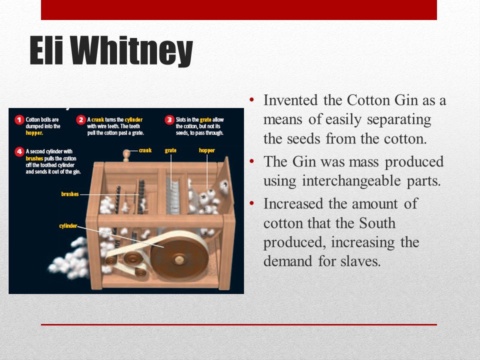 Eli Whitney Invented the Cotton Gin as a means of easily separating the seeds from the cotton.