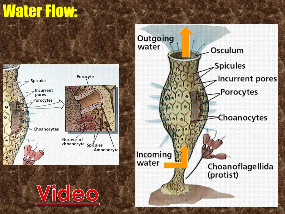 Water Flow: Video