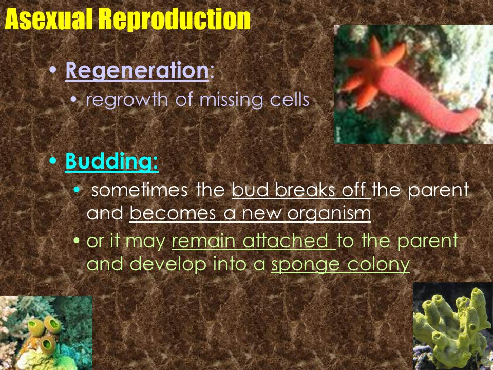 Asexual Reproduction Regeneration: Budding: regrowth of missing cells