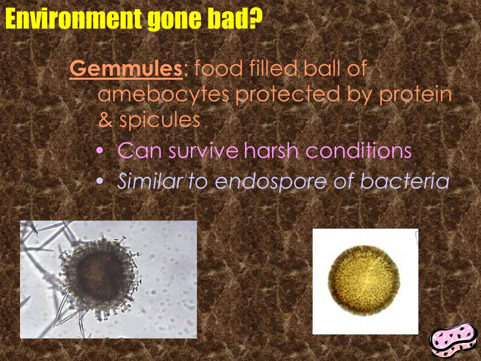 Environment gone bad Gemmules: food filled ball of amebocytes protected by protein & spicules. Can survive harsh conditions.