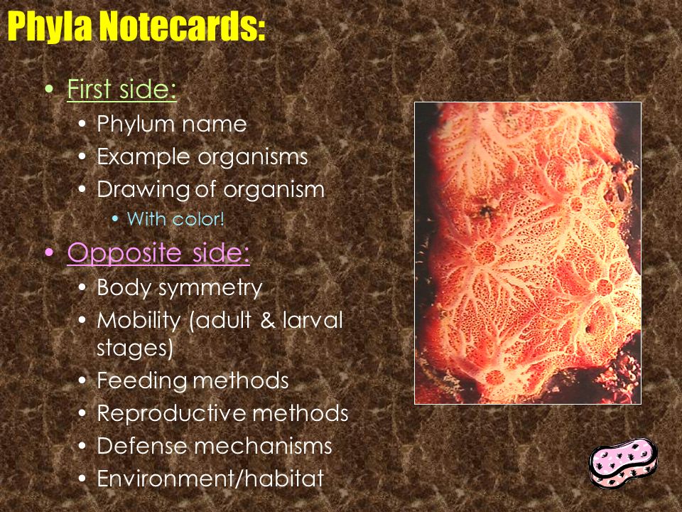 Phyla Notecards: First side: Opposite side: Phylum name