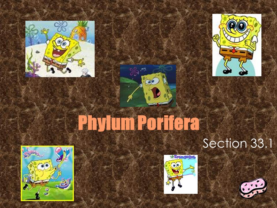 Phylum Porifera Section 33.1