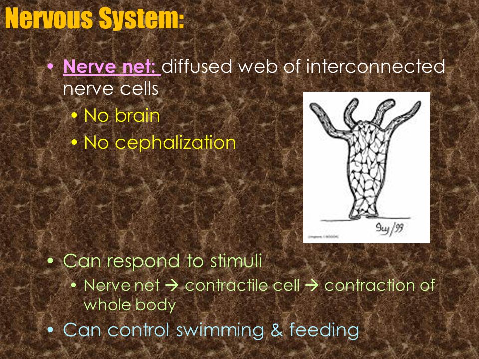 Nervous System: Nerve net: diffused web of interconnected nerve cells