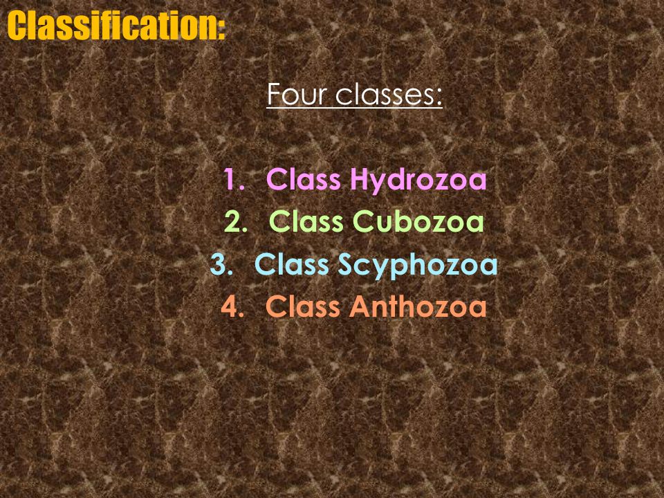Classification: Four classes: Class Hydrozoa Class Cubozoa