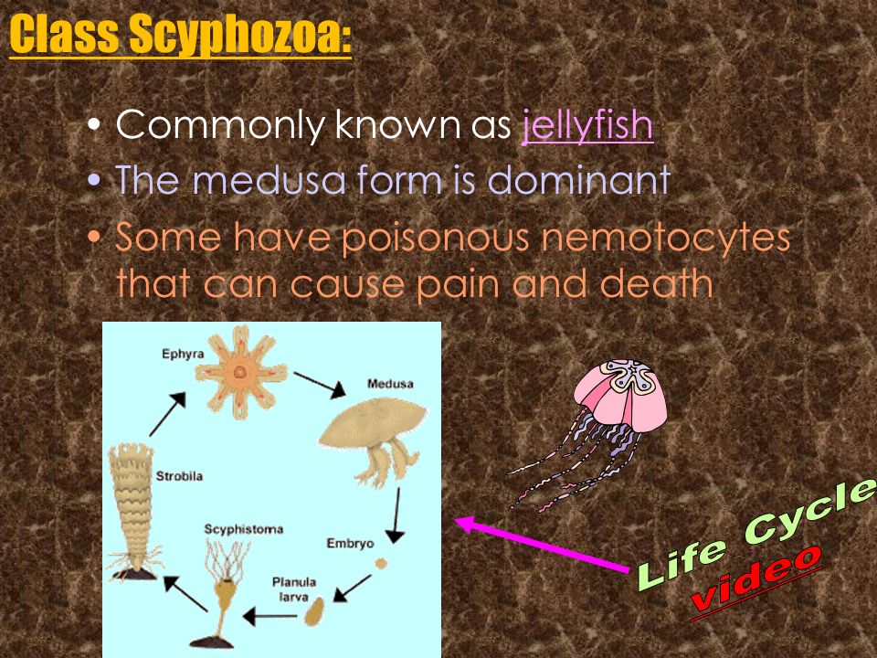 Class Scyphozoa: Life Cycle video Commonly known as jellyfish